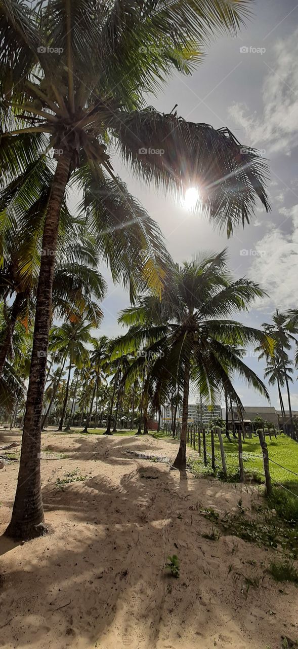 Sunshine through coconut trees