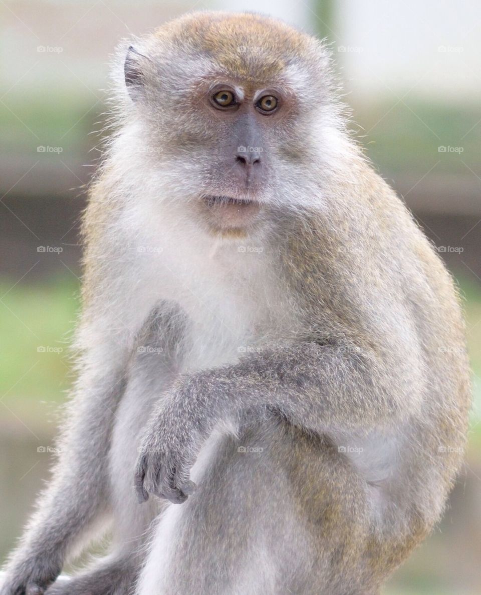 Portrait of a Monkey