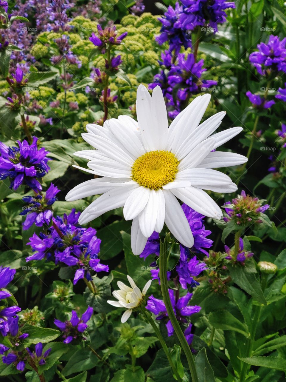 Walk by too fast and you miss the simply exquisite beauty of a single daisy nestled in a bed of tiny deep purple flowers