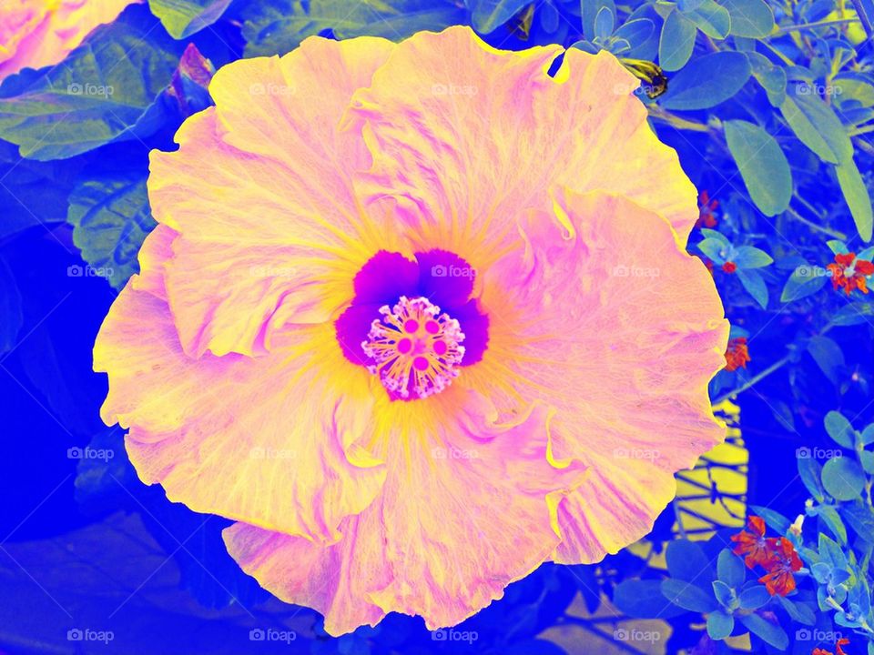 Hibiscus in a dream