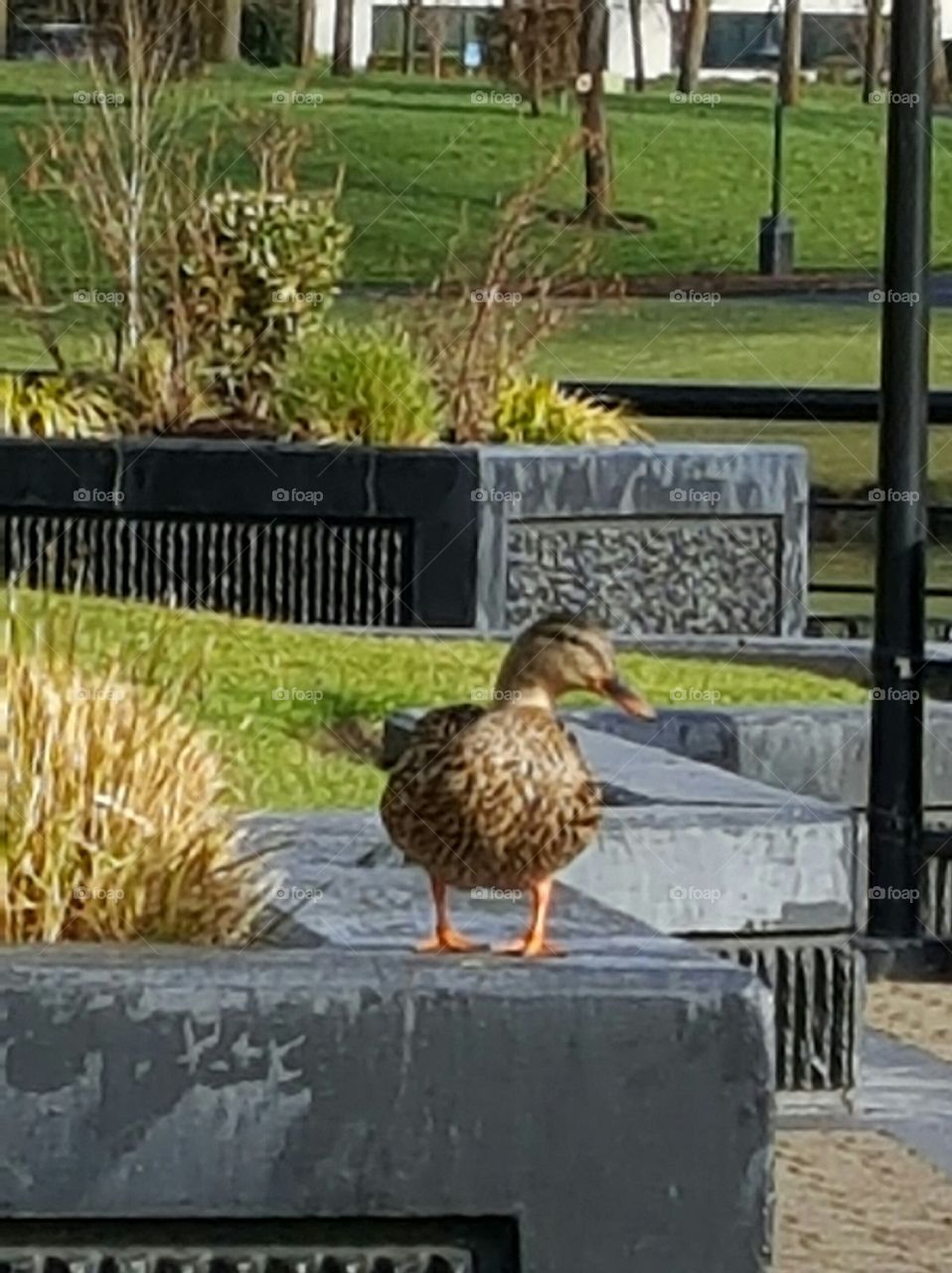 Mallard duck