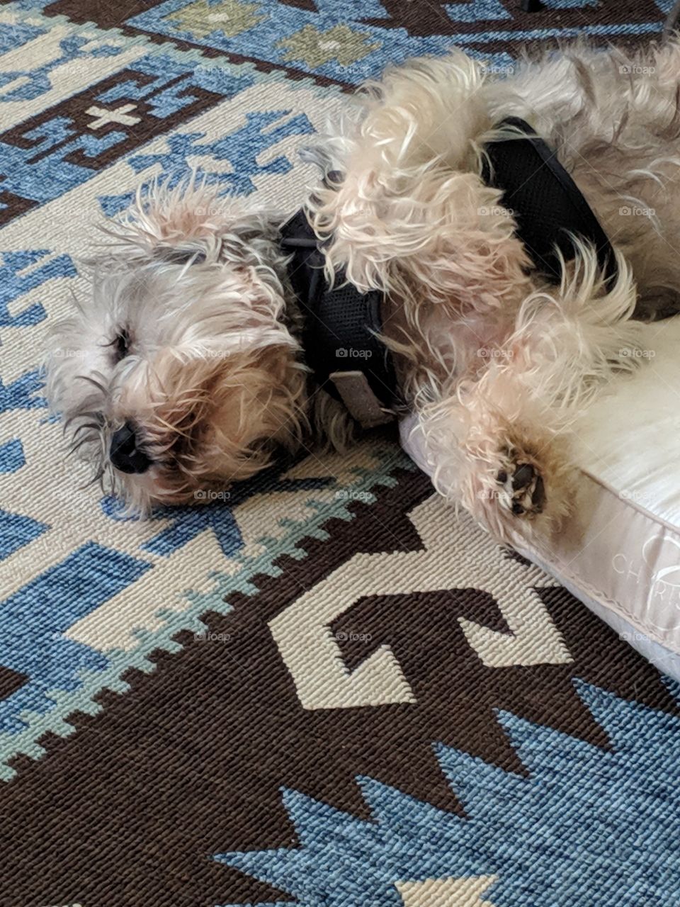 Relaxed Schnauzer