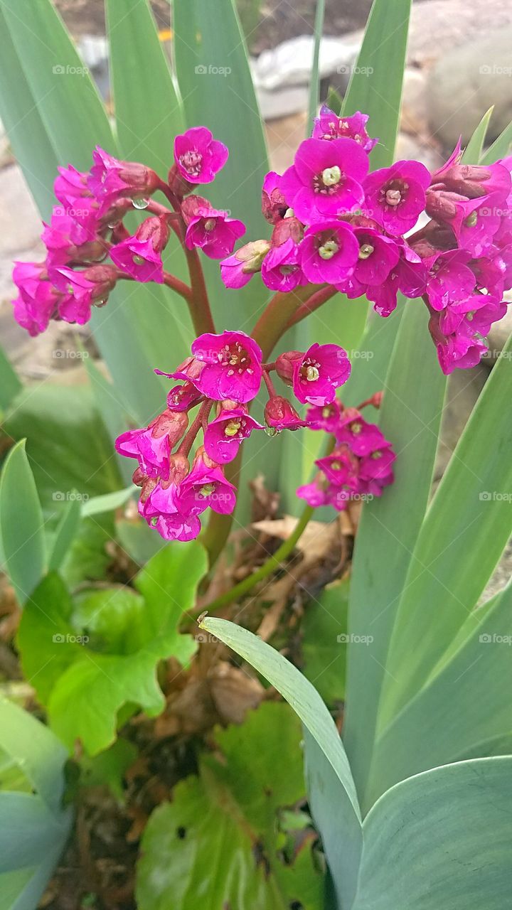 fuscia colored spring flowers