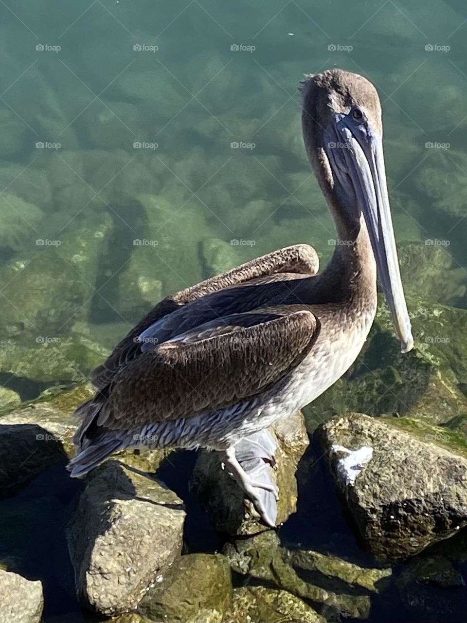 A large pelican waits patiently on the rocks near the sea on a sunny day.