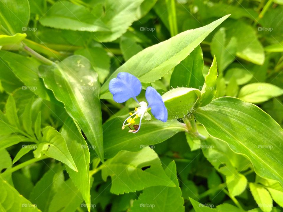 Purple flower on the park