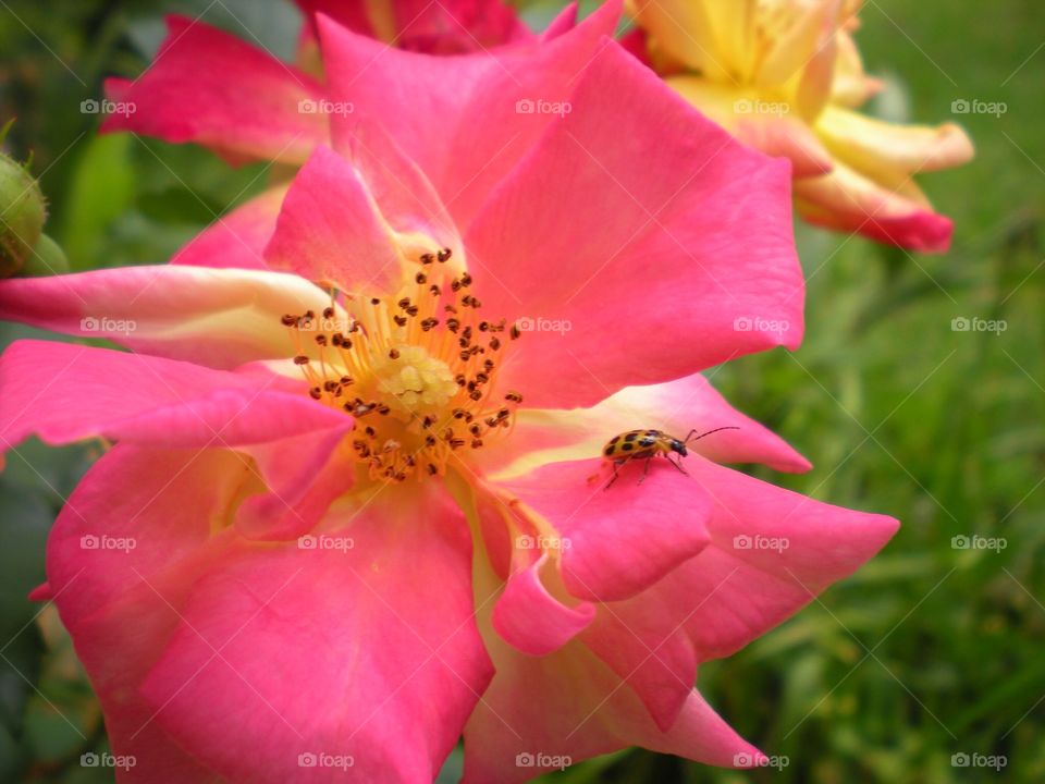 Lady bug on a pink flower 