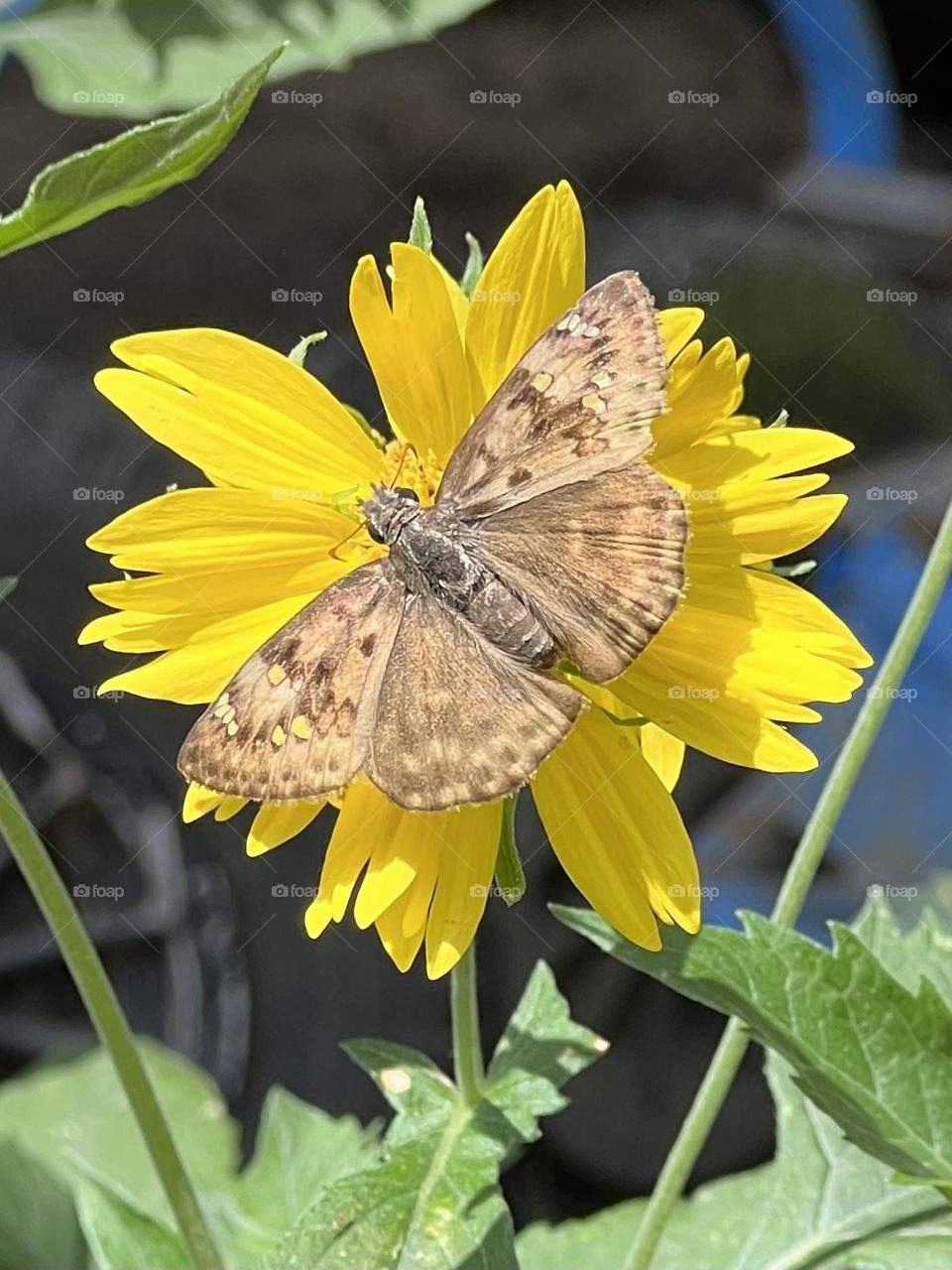 Summer vs fall. Closeup of a Horace’s duskywing butterfly on yellow flower basking in the sun ☀️