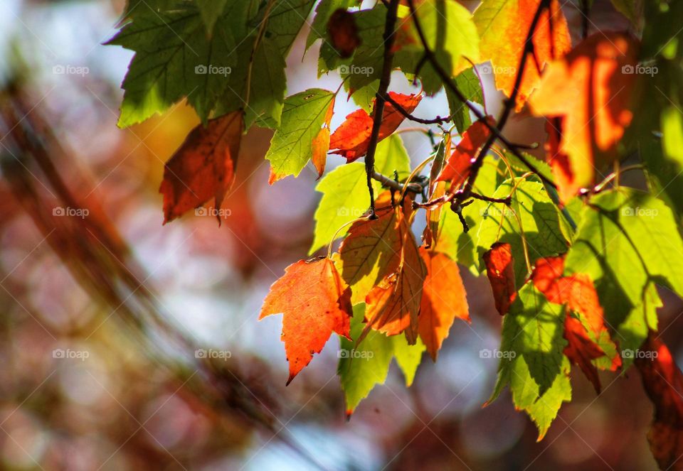 Autumn colors