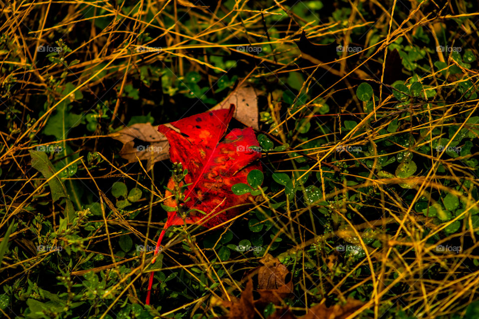 dying leaf