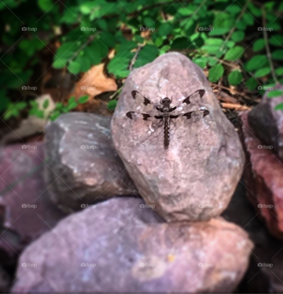 Close up dragonfly on a rock 