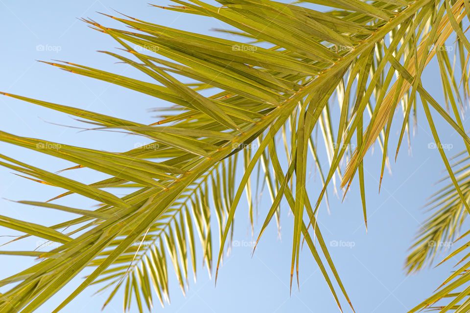 пальмовая ветка зелёного цвета на фоне неба