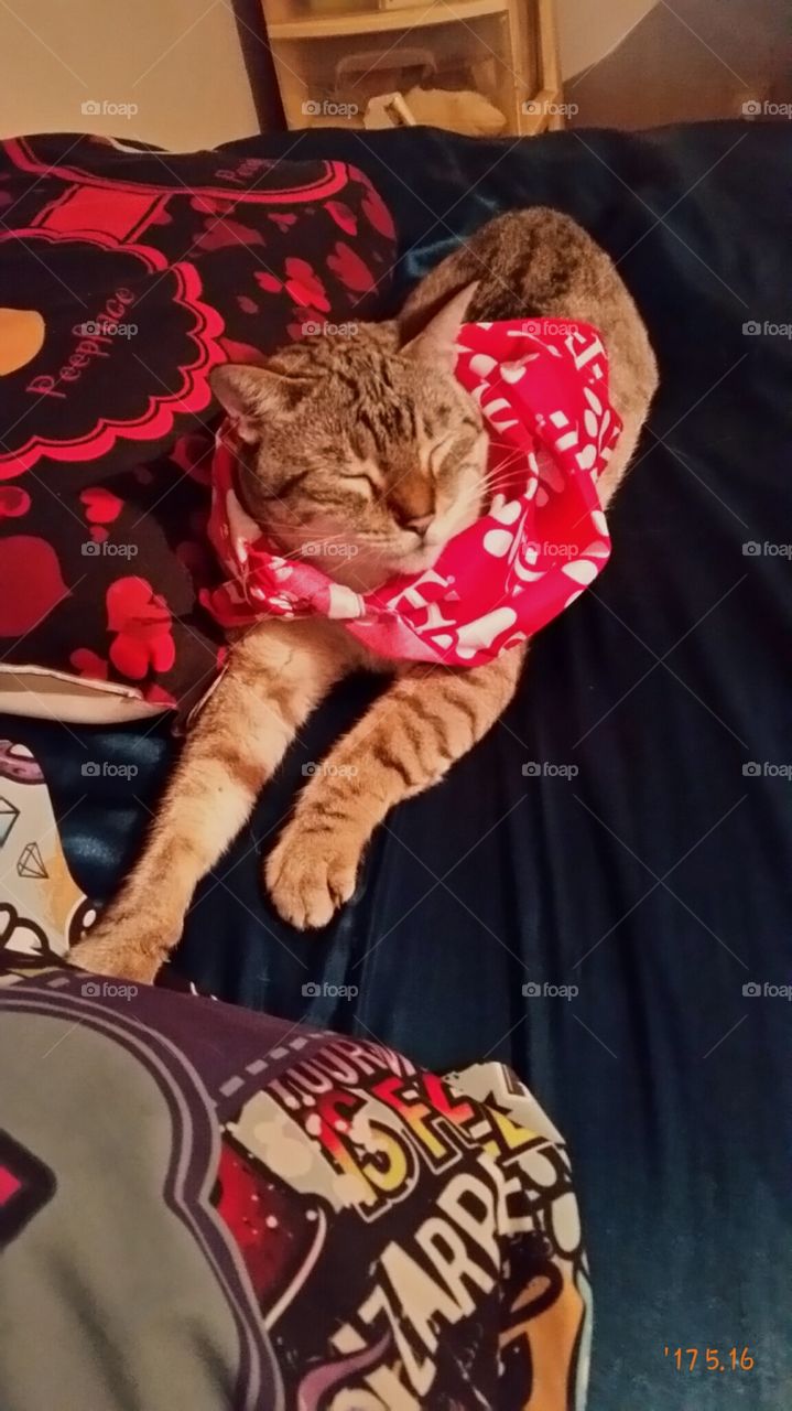 superman kitty