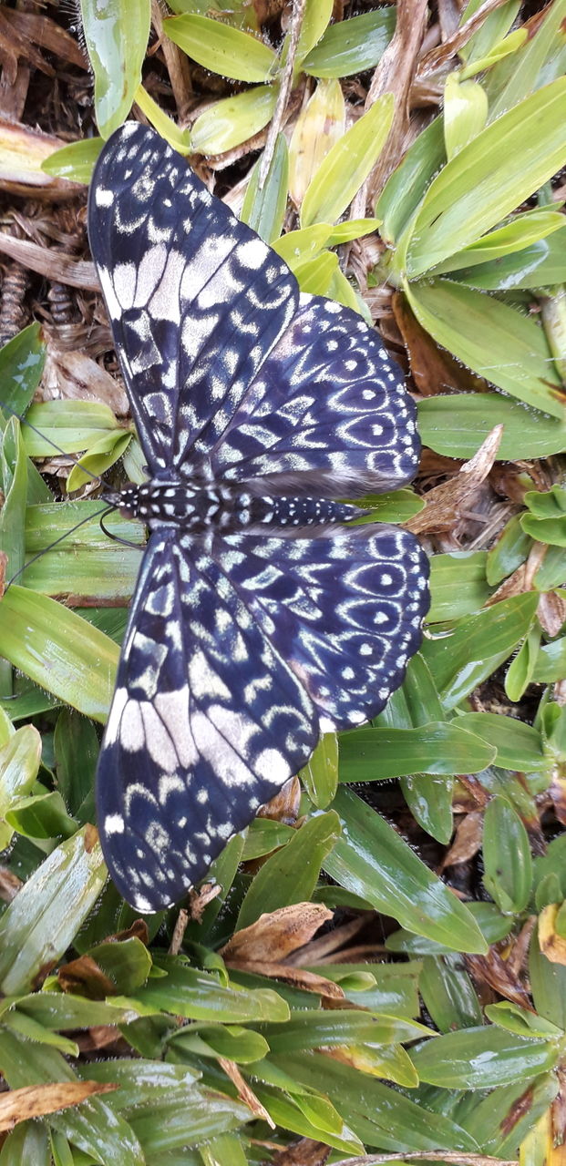 butterfly
