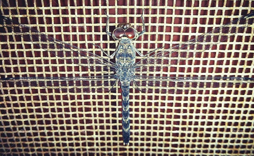 Dragonfly