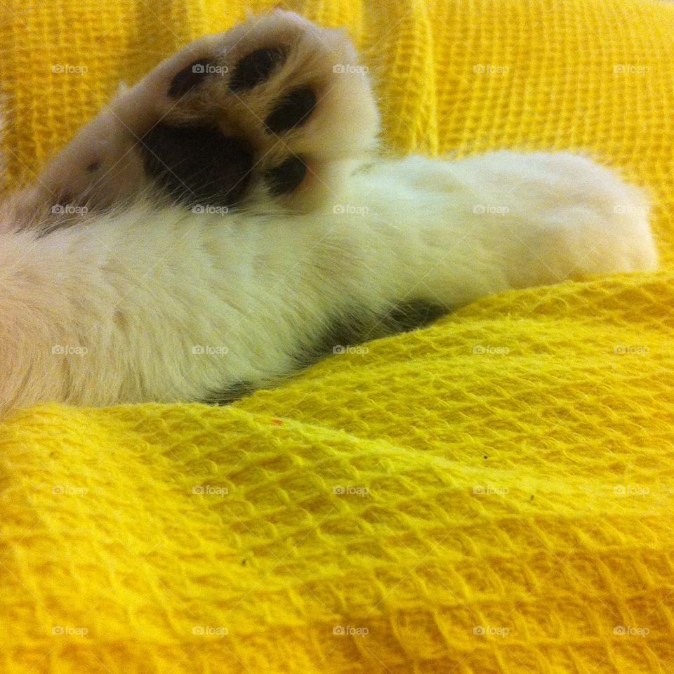 Dvivoni's paws