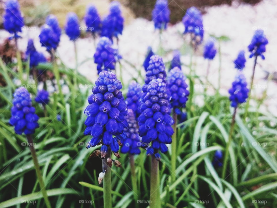 Close-up of purple plant