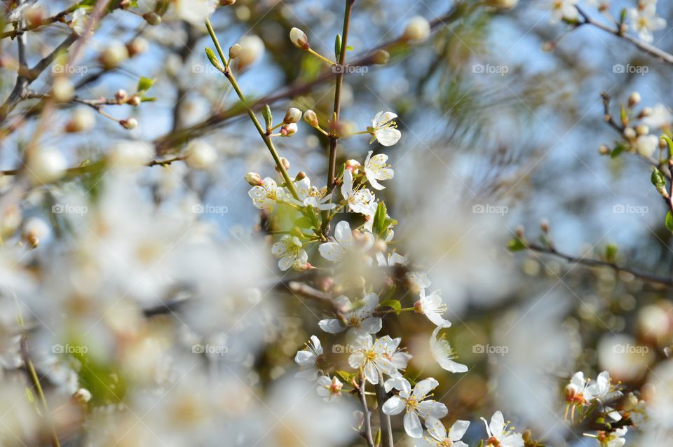 cherry blossom blured