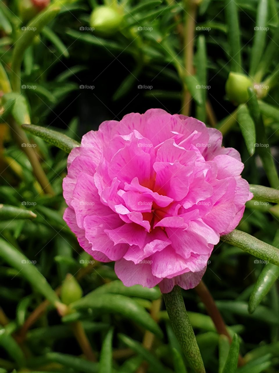 the beautiful flowers