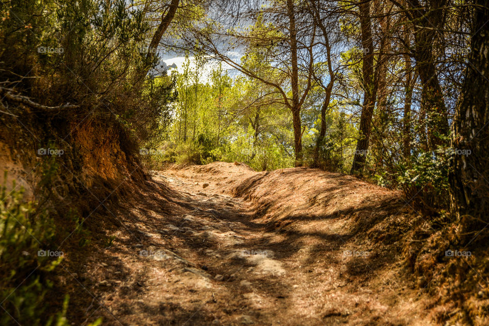 Wood, Nature, Landscape, Tree, Park