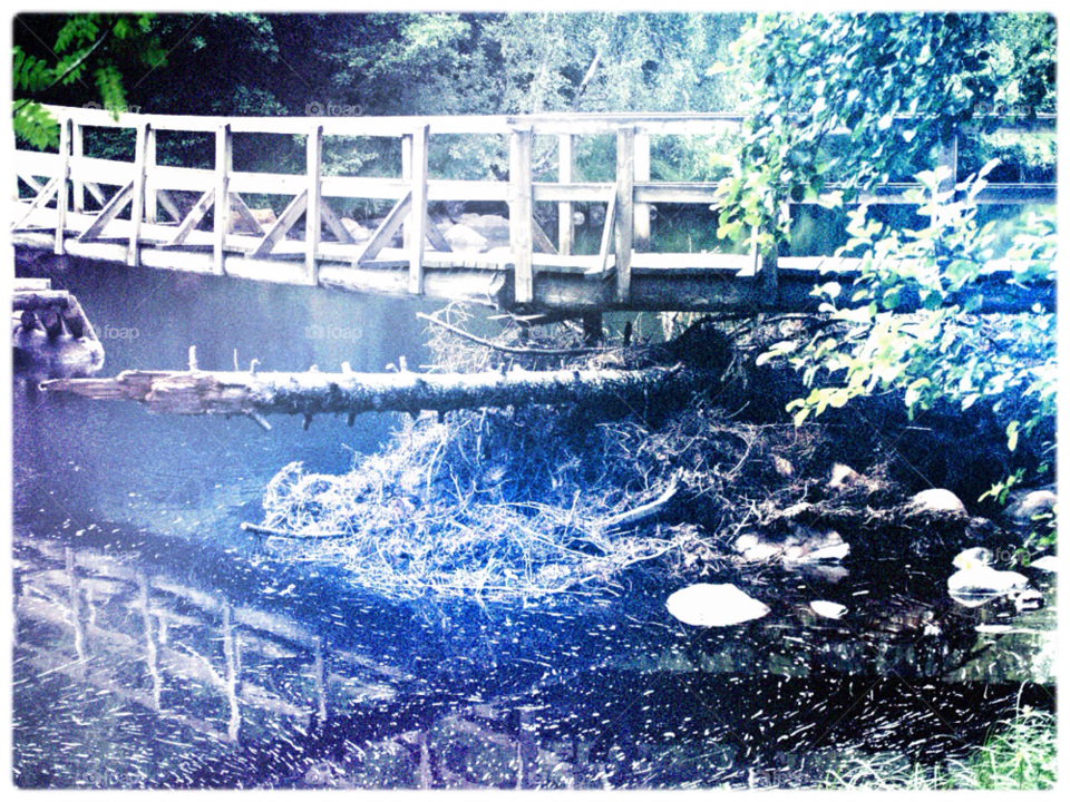 skog bro summer forest by kalubro