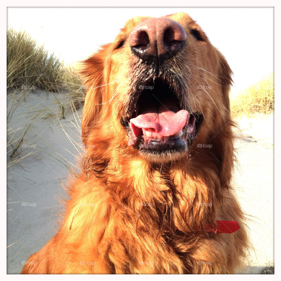beach happy dog nose by psa