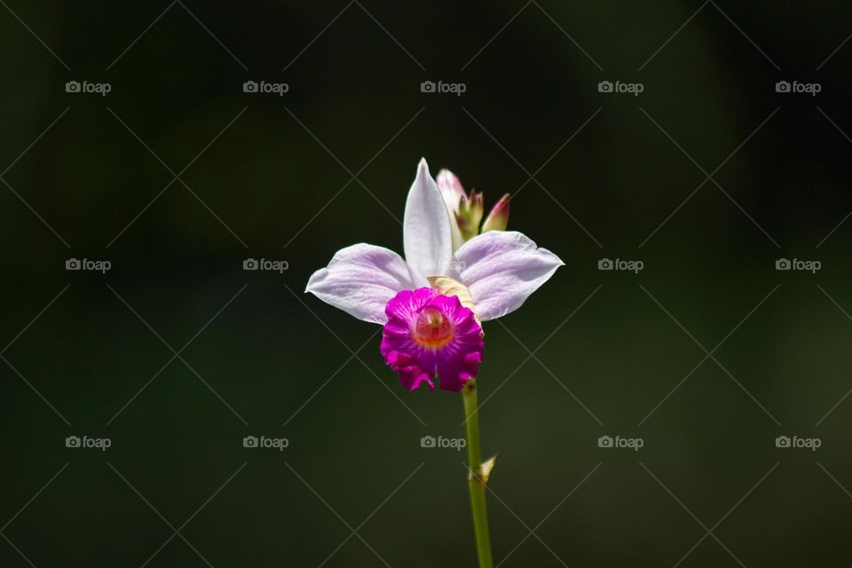 White and pink orchid illuminated by the sunshine.