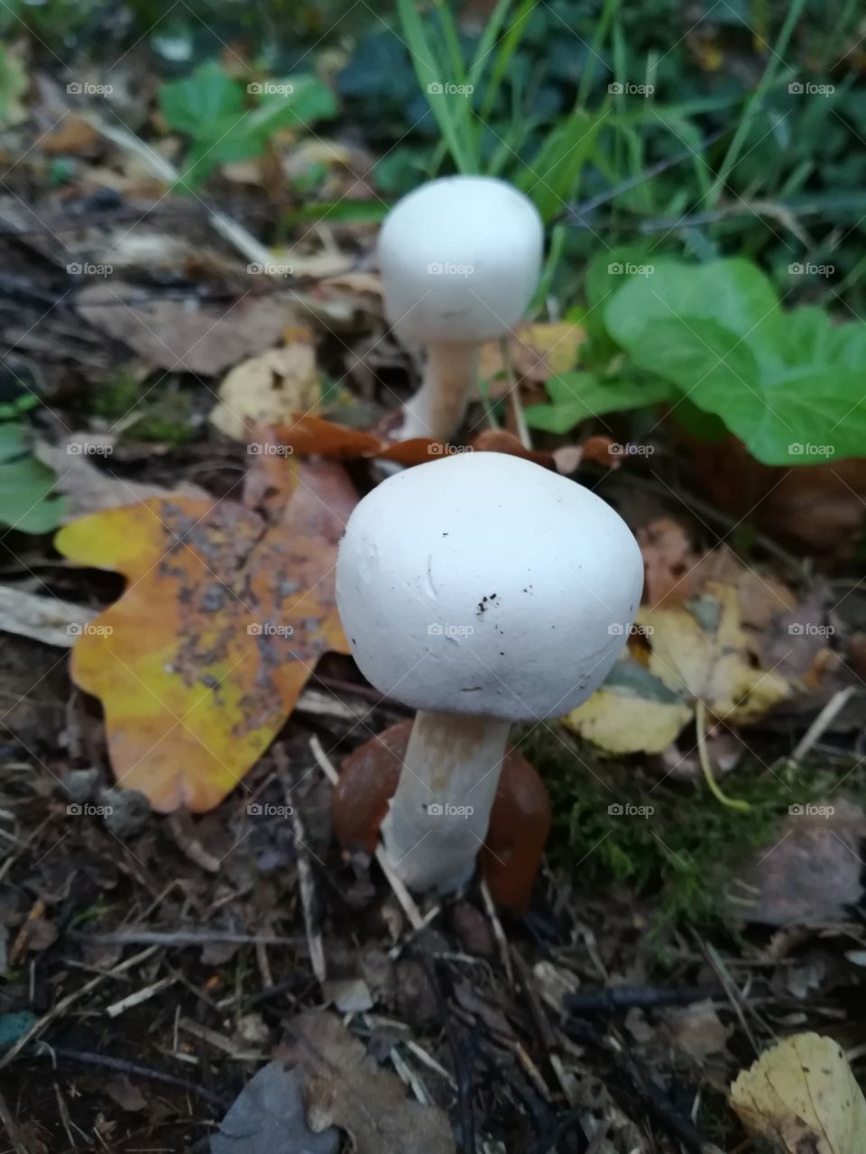 Mushroom