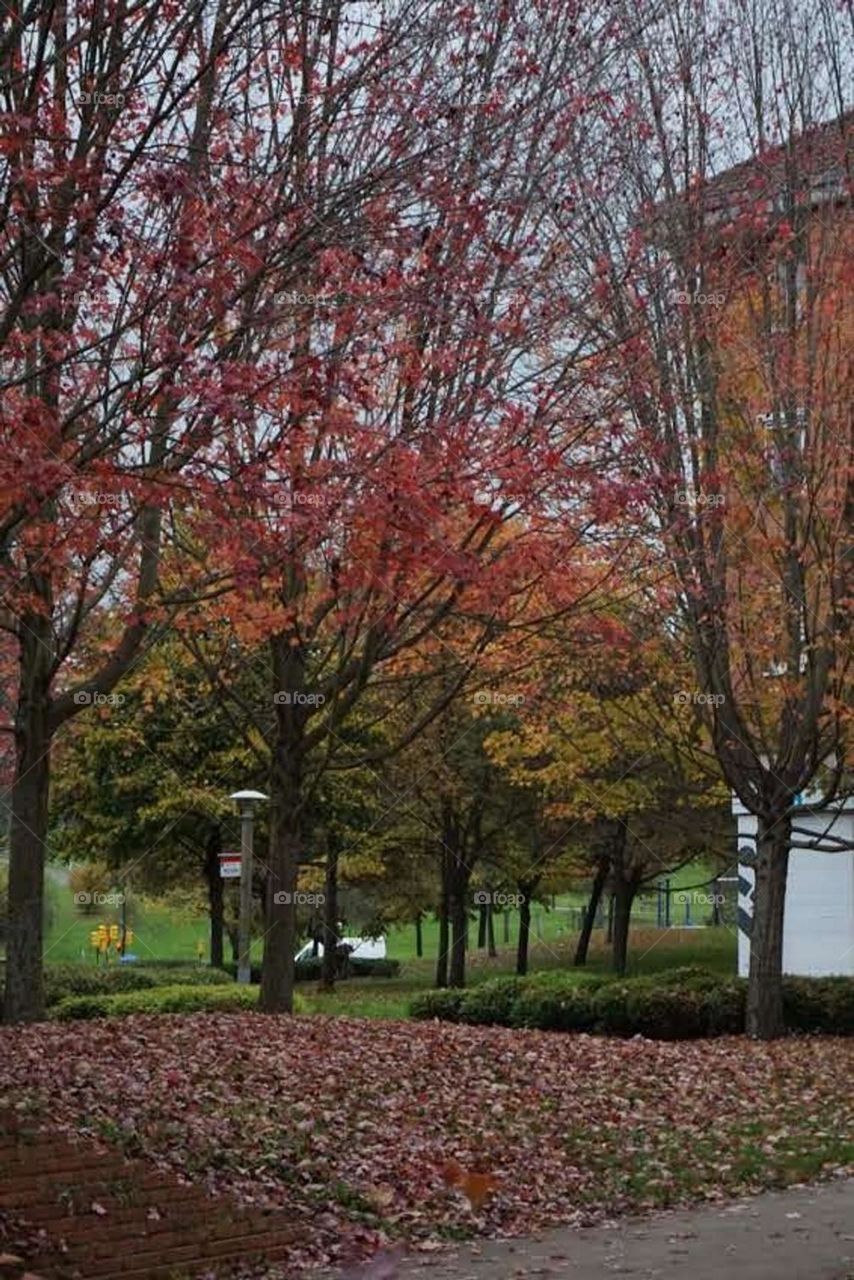 Autumn#leaves#colors#nature