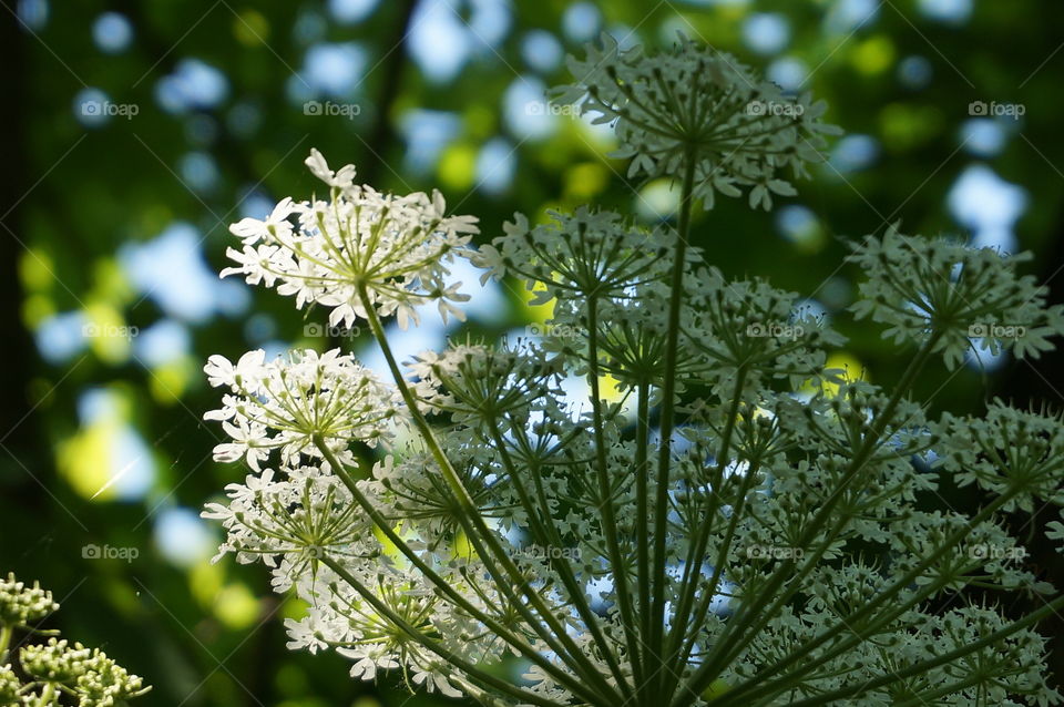 Nature. Wildflower 