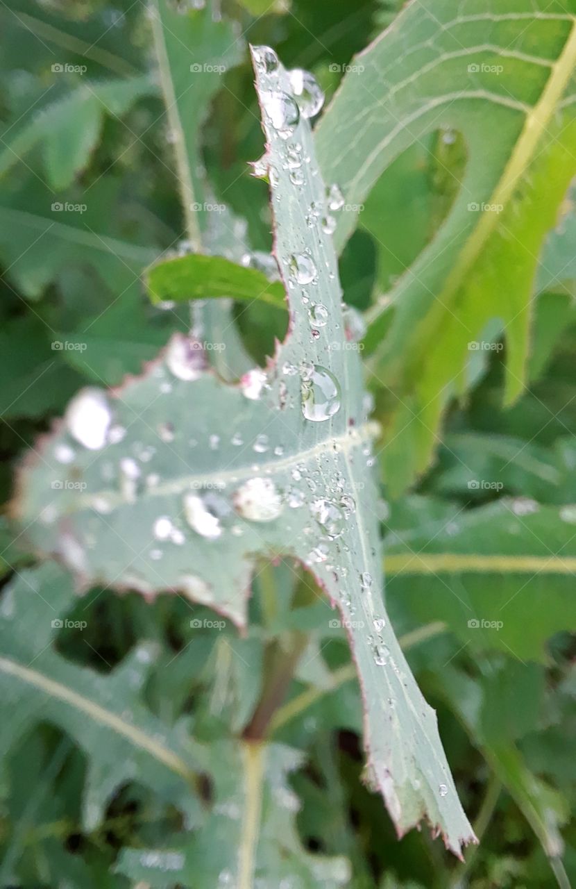 Texas Prickly Lettuce with Dew
