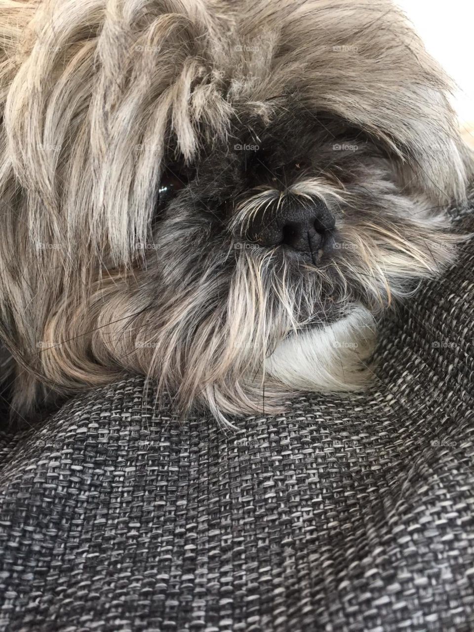 Le Shih Tzu est vraiment adorable