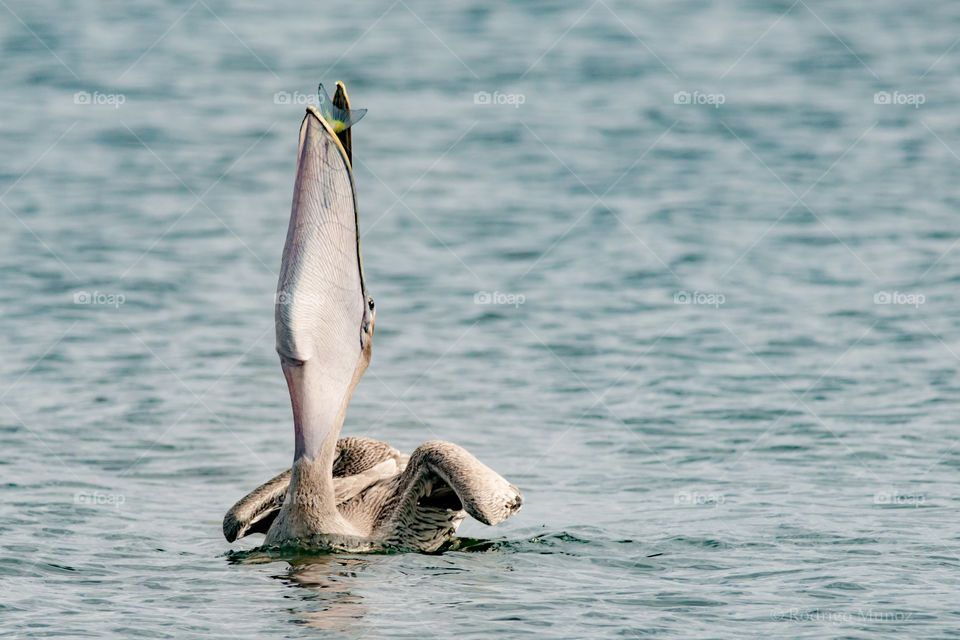 Brown pelican