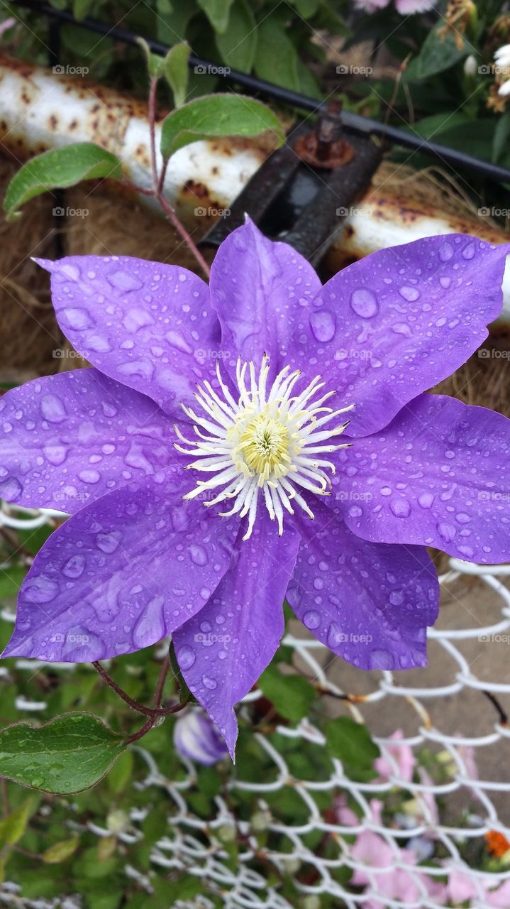 Rainy day flowers