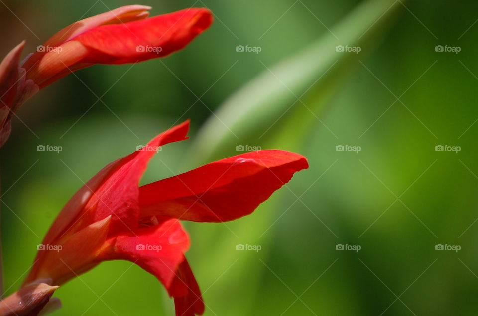 Close-up of red flower