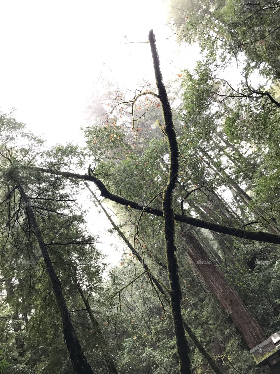 Redwoods. 