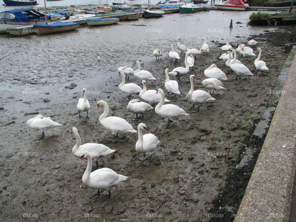 swans mud lowtide estuary by lizajones
