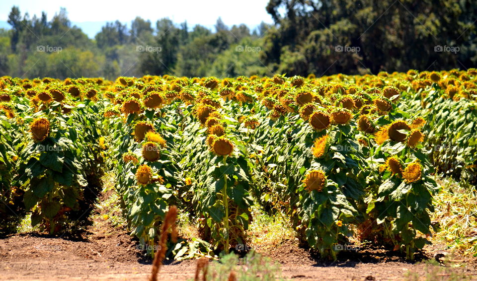 Sunflower Fields 🌻