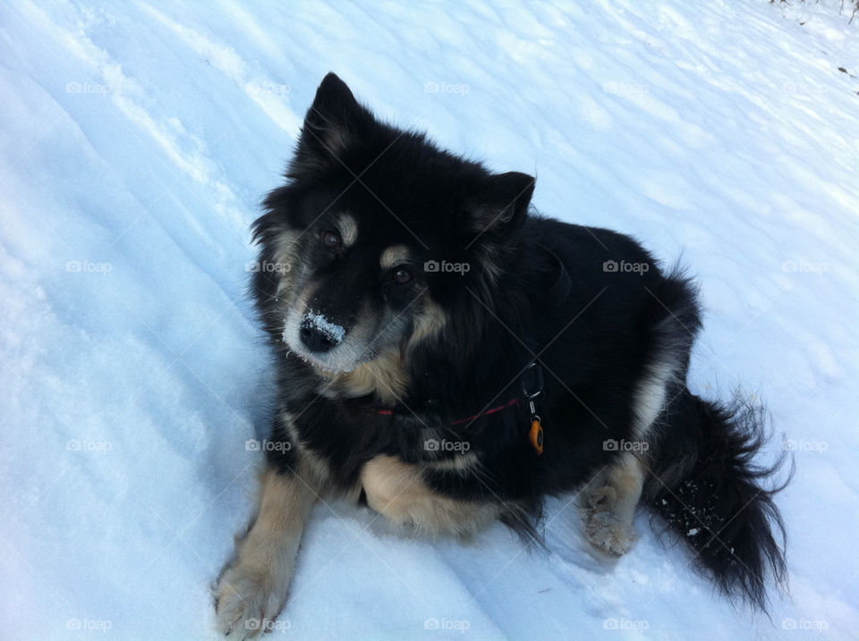 snow winter sweden dog by 666robban666