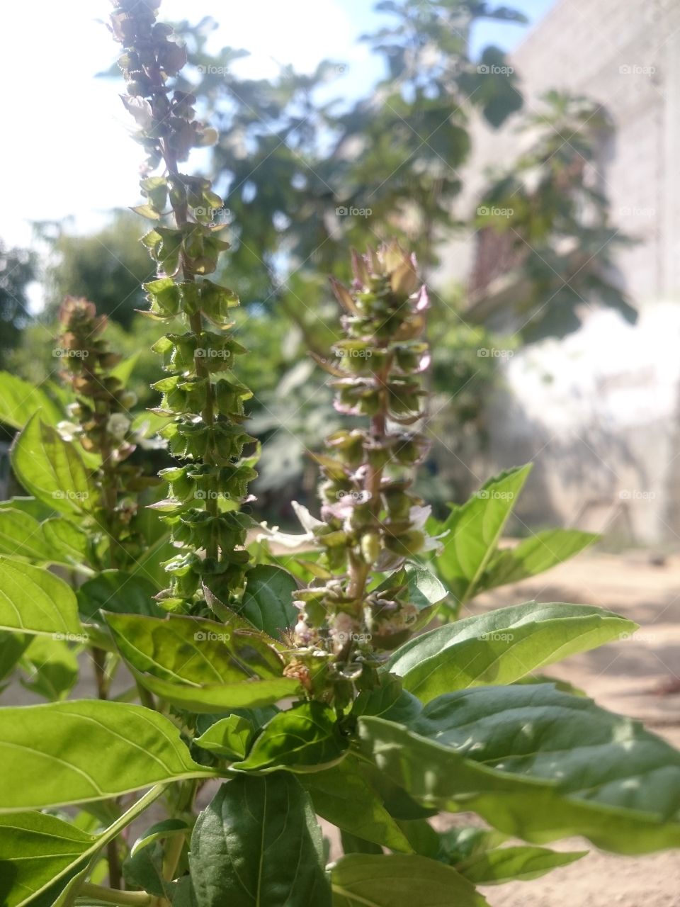 Leaf, Nature, Flora, No Person, Outdoors