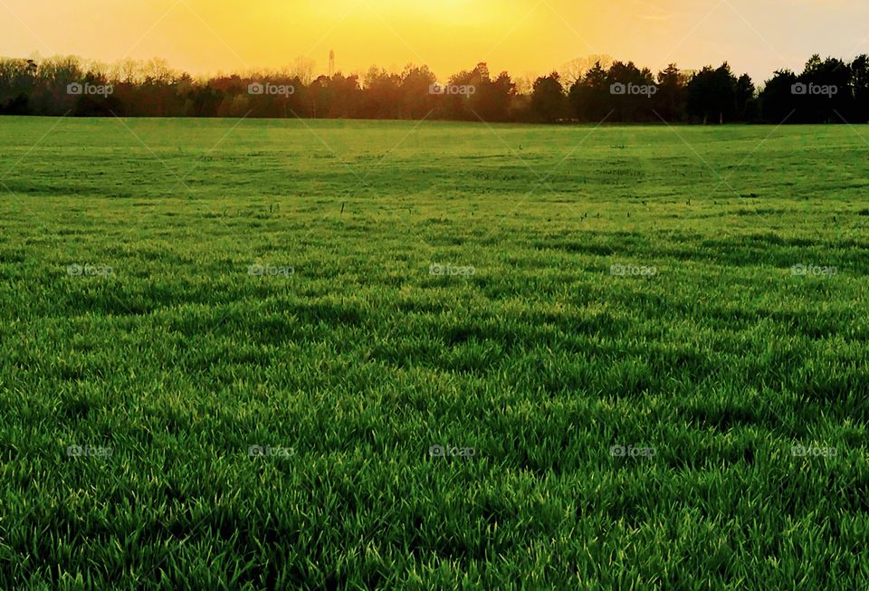 Field of grass at sunset
