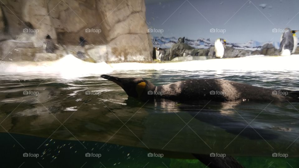 penguin swimming