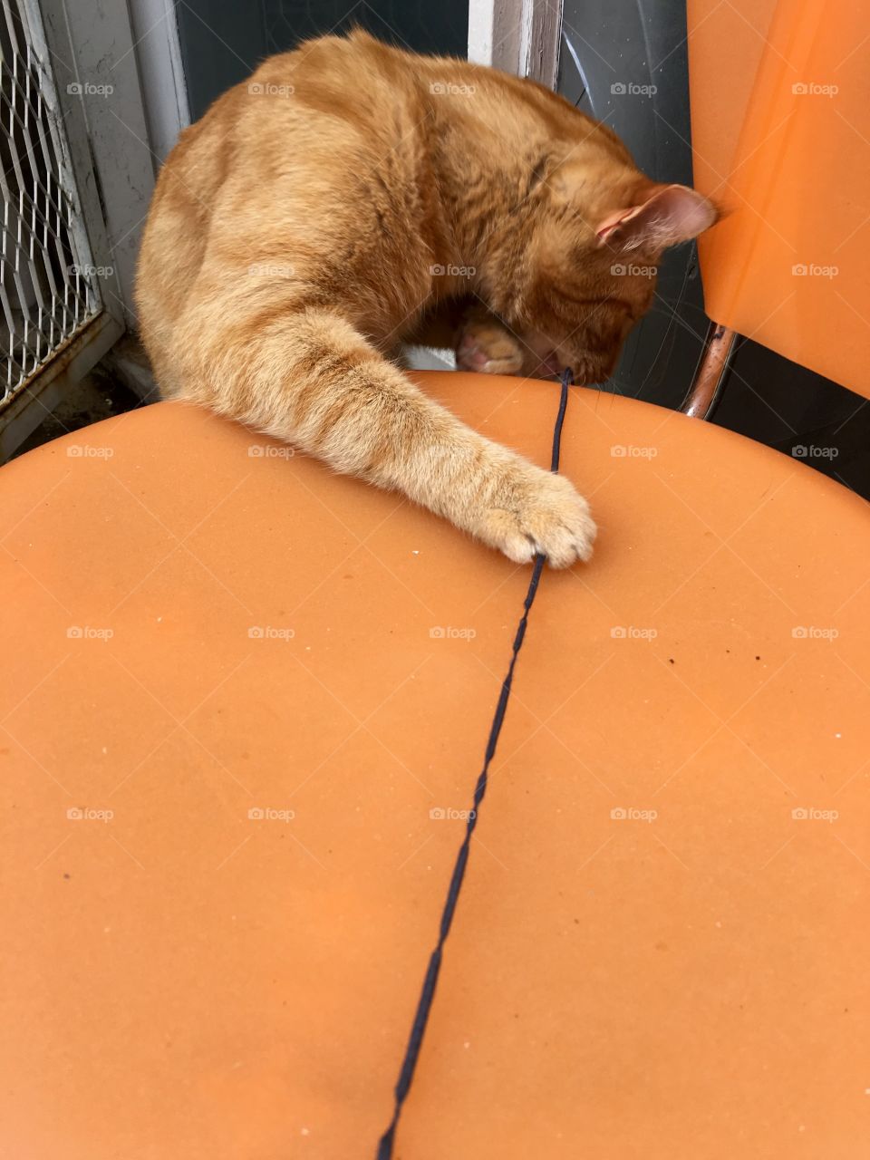 No Person, One, Mammal, Pet, Cat