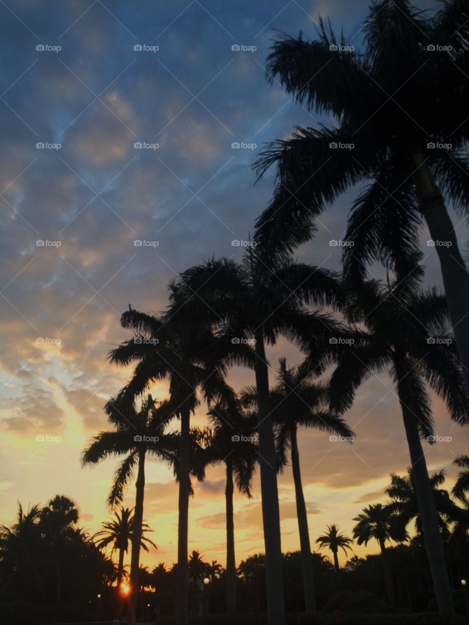 Sunset Palms. Sunset Palms