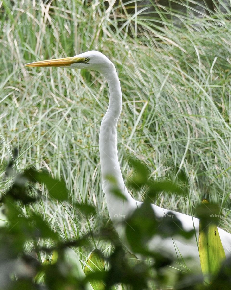 White egret walking in tall brush