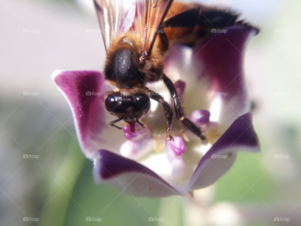 honeybee on work