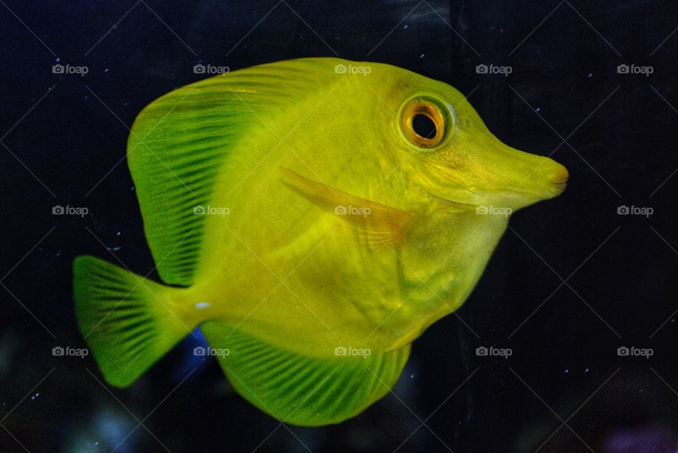 yellow fish