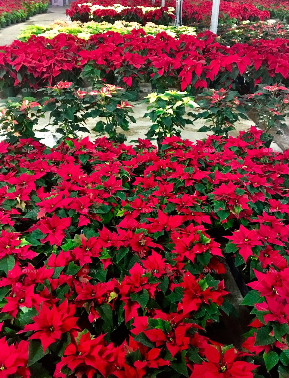 Garden house full of poinsettias 