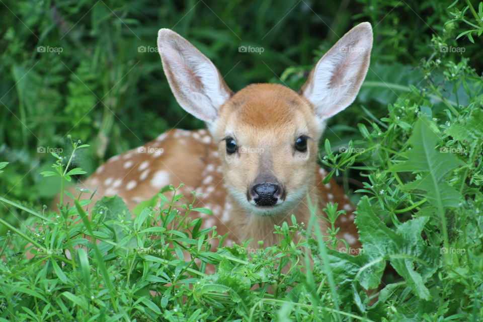 back yard baby close up