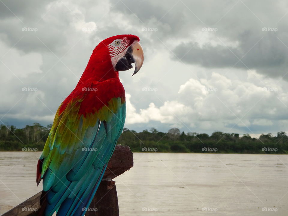 Parrot Amazon River. Green-winged macaw next to Amazon River, near Iquitos Peru. Red and Green Macaw Amazon Rainforest. Colorful bird.