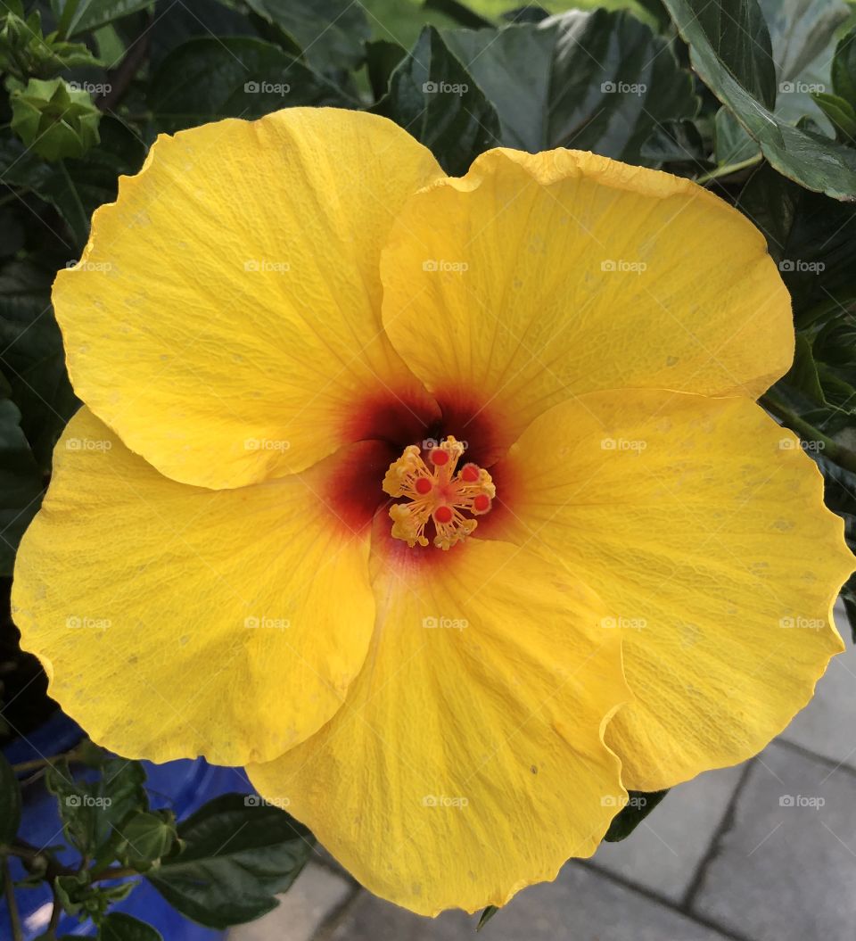 Close up of yellow vibrant Hibiscus 